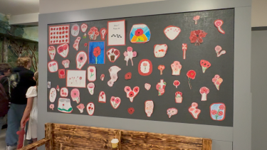 Grade 7 2D Poppy Artwork